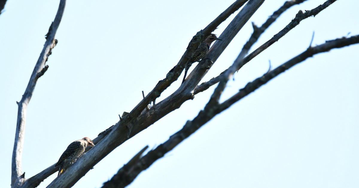 Northern Flicker - ML638290176