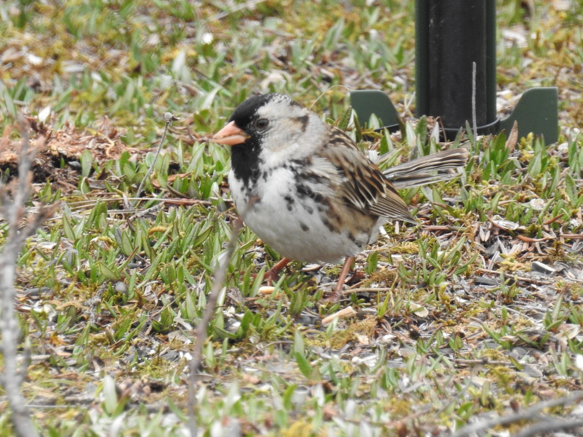 Harris's Sparrow - ML638290177