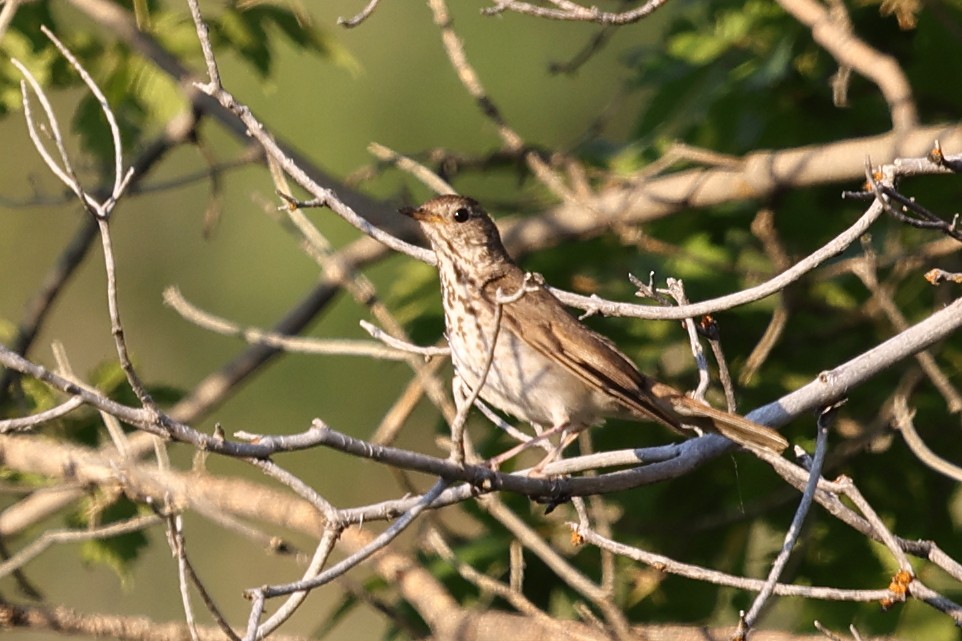 Hermit Thrush - ML638290178