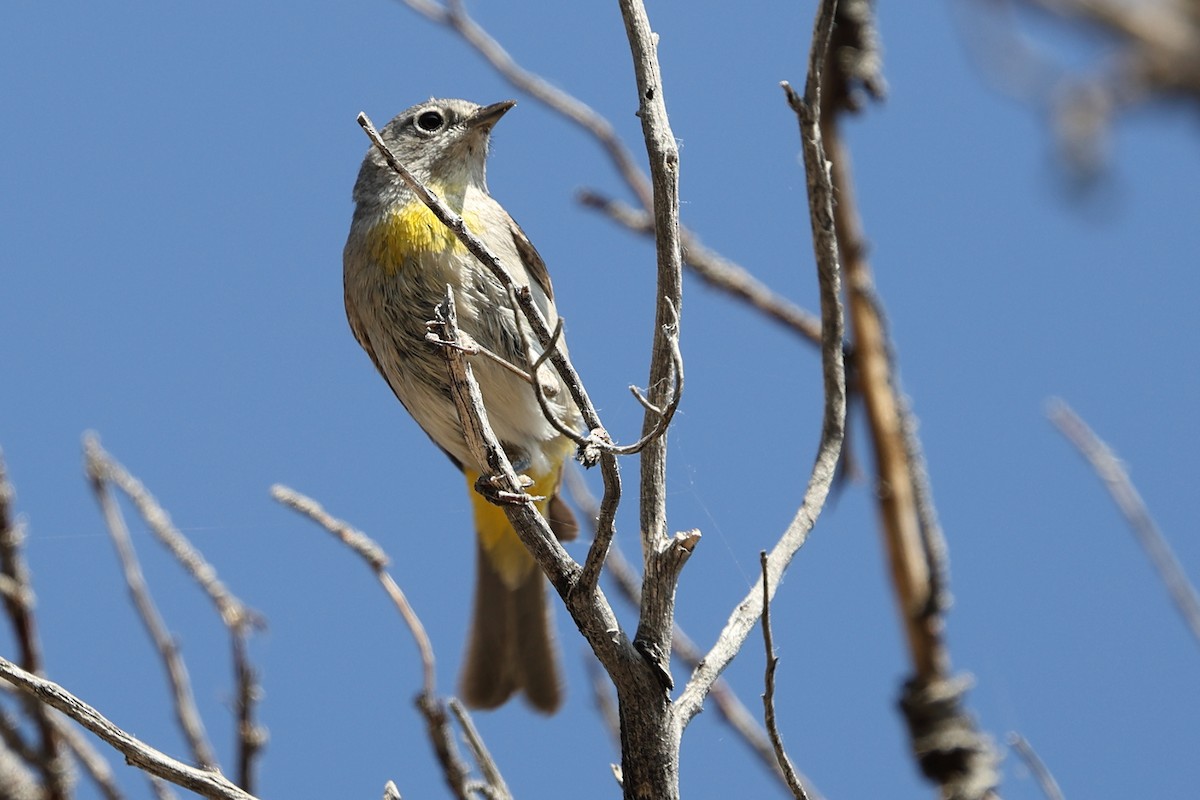 Virginia's Warbler - ML638290184