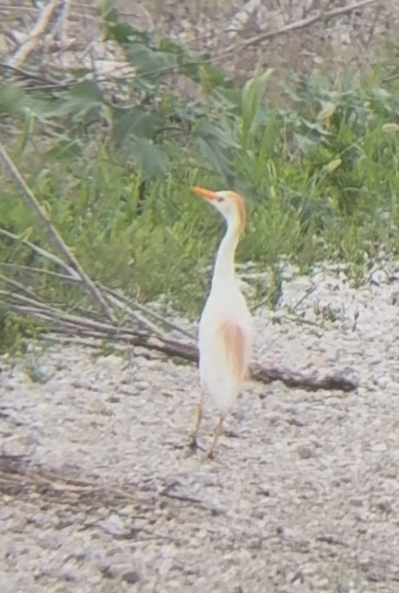 Western Cattle-Egret - ML638290185
