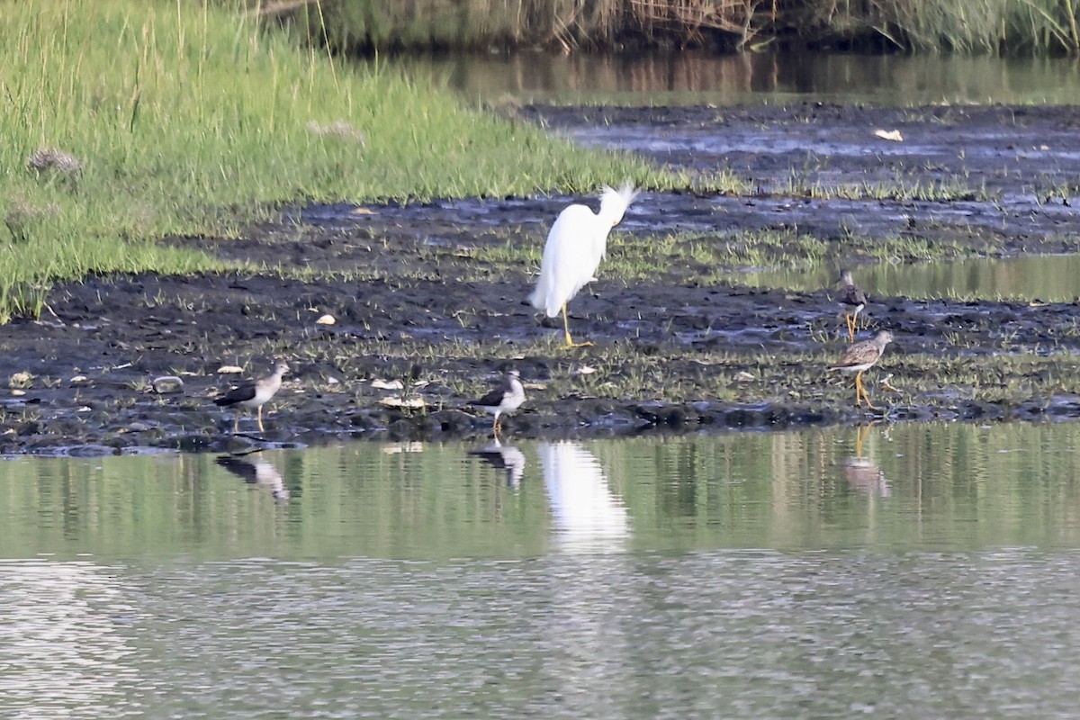 Lesser Yellowlegs - ML638290206