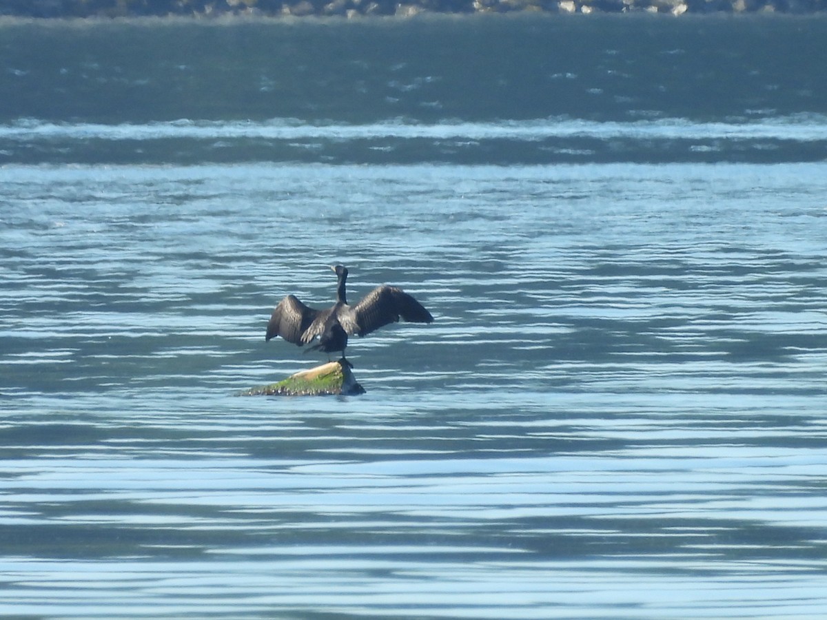 Cormorán Orejudo - ML638290210