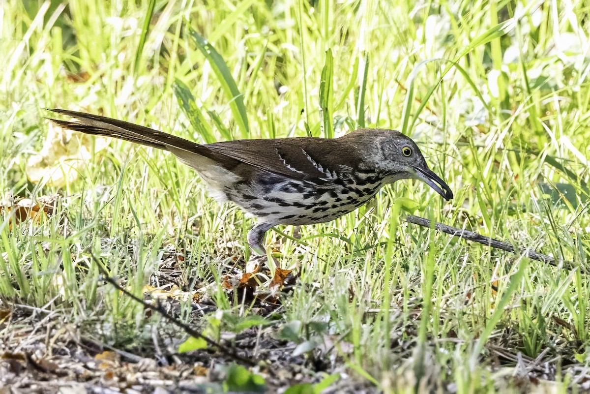 Brown Thrasher - ML638290211