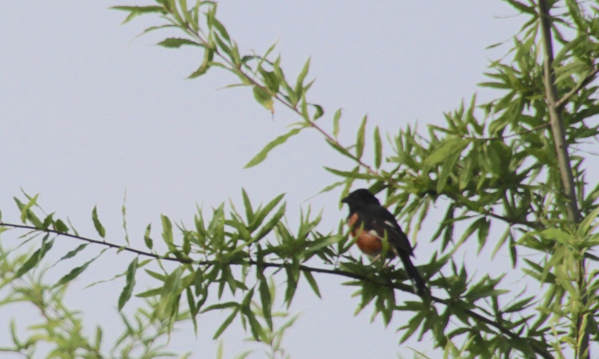 Eastern Towhee - ML638290212