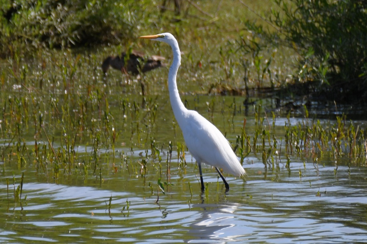 Great Egret - ML638290217