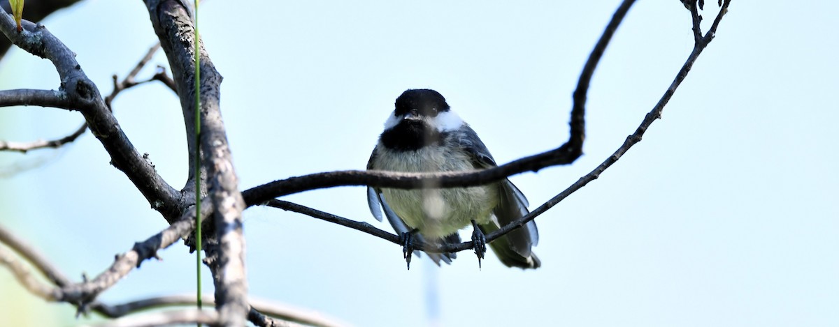 Black-capped Chickadee - ML638290220