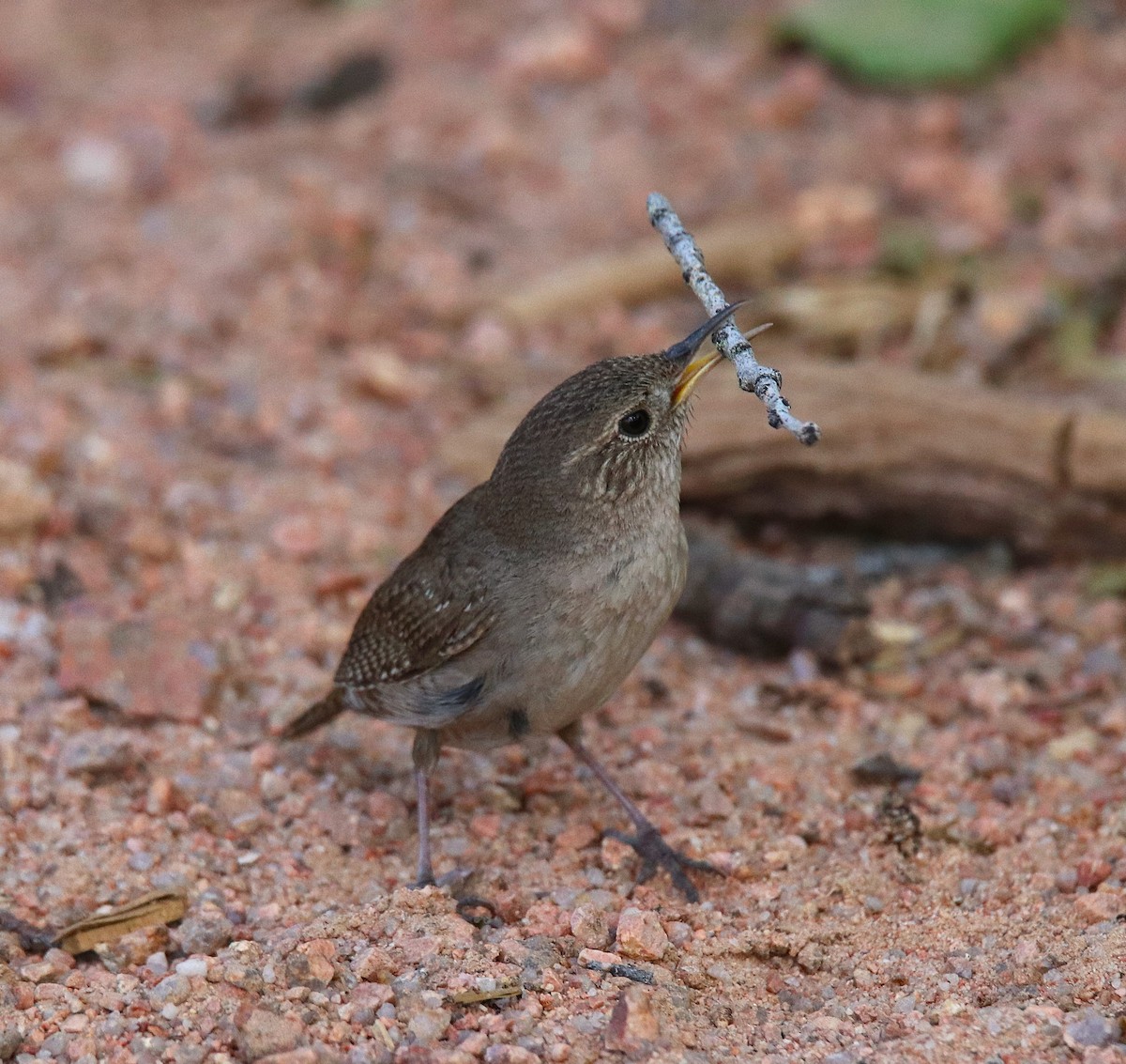 Northern House Wren - ML638290223