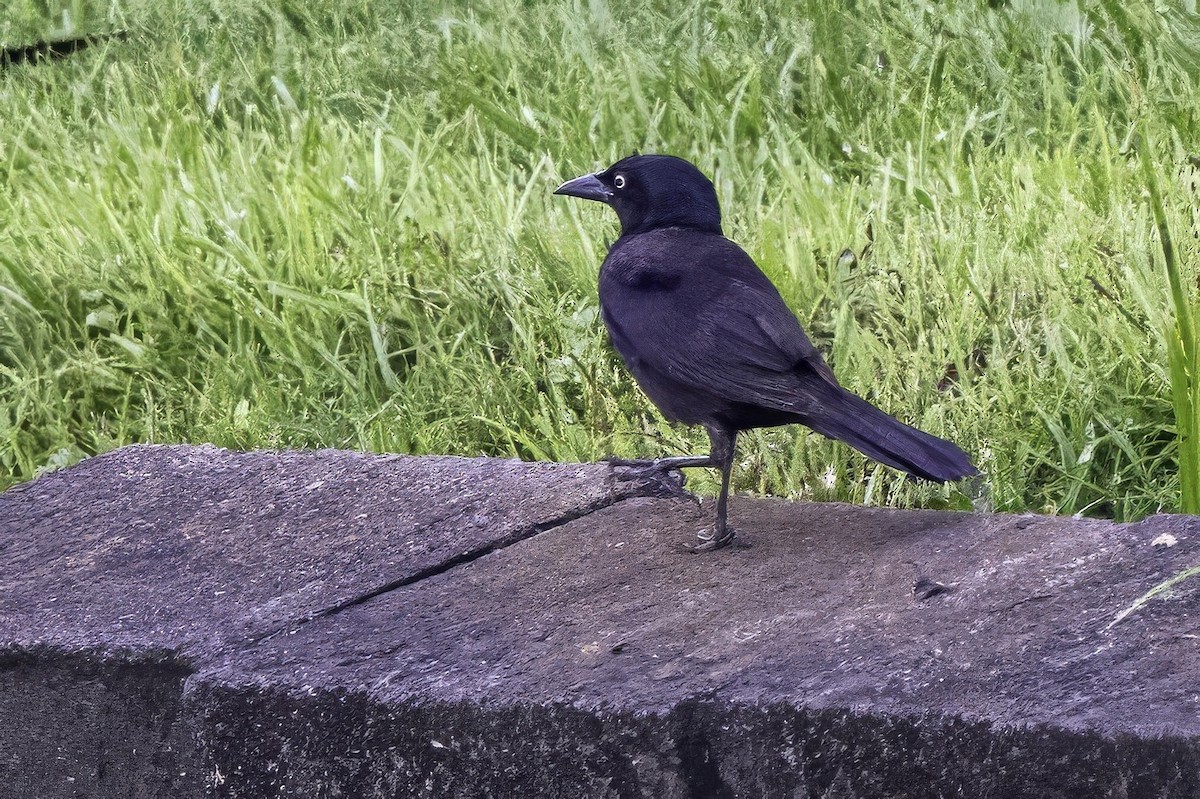 Common Grackle - ML638290230