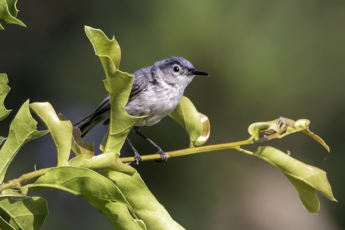 Blue-gray Gnatcatcher - ML638290247
