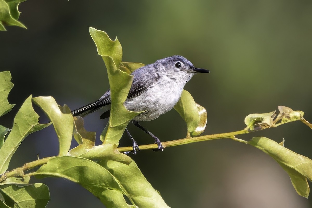 Blue-gray Gnatcatcher - ML638290249