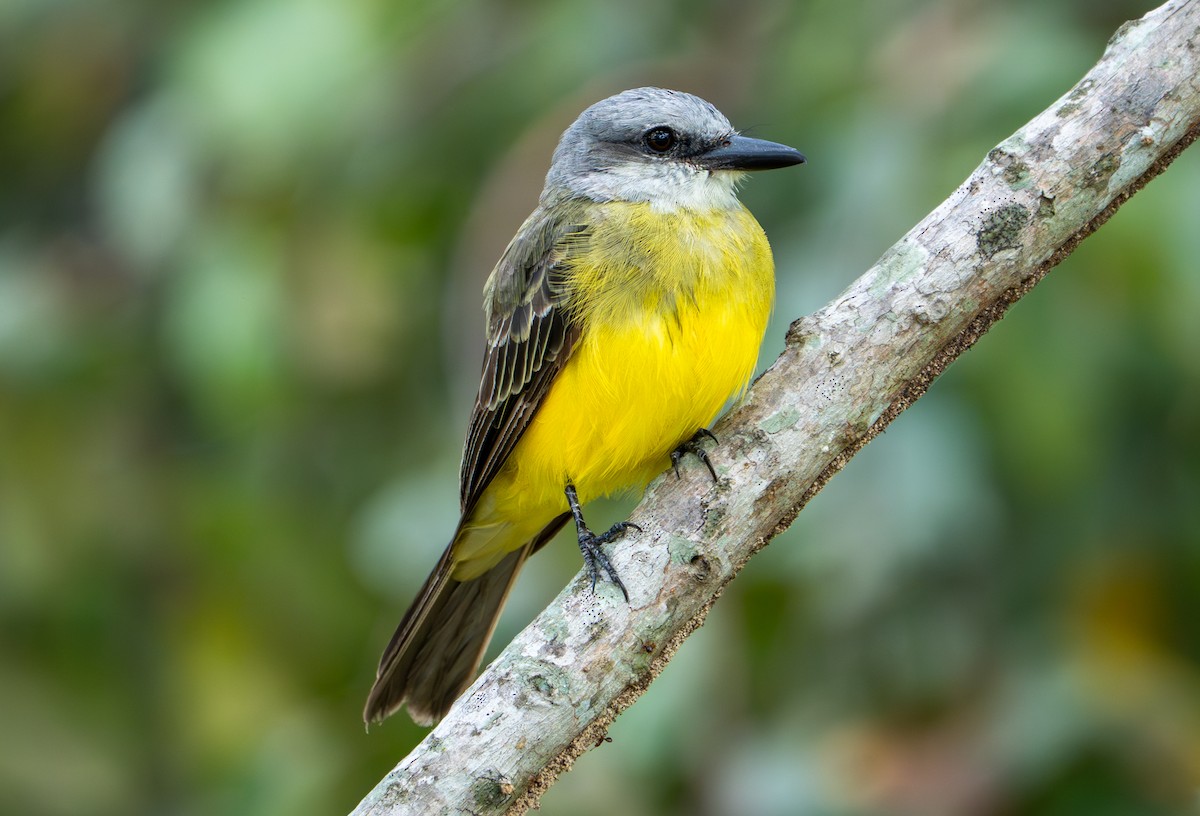 Tropical Kingbird - ML638290251