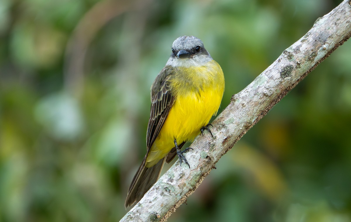 Tropical Kingbird - ML638290252