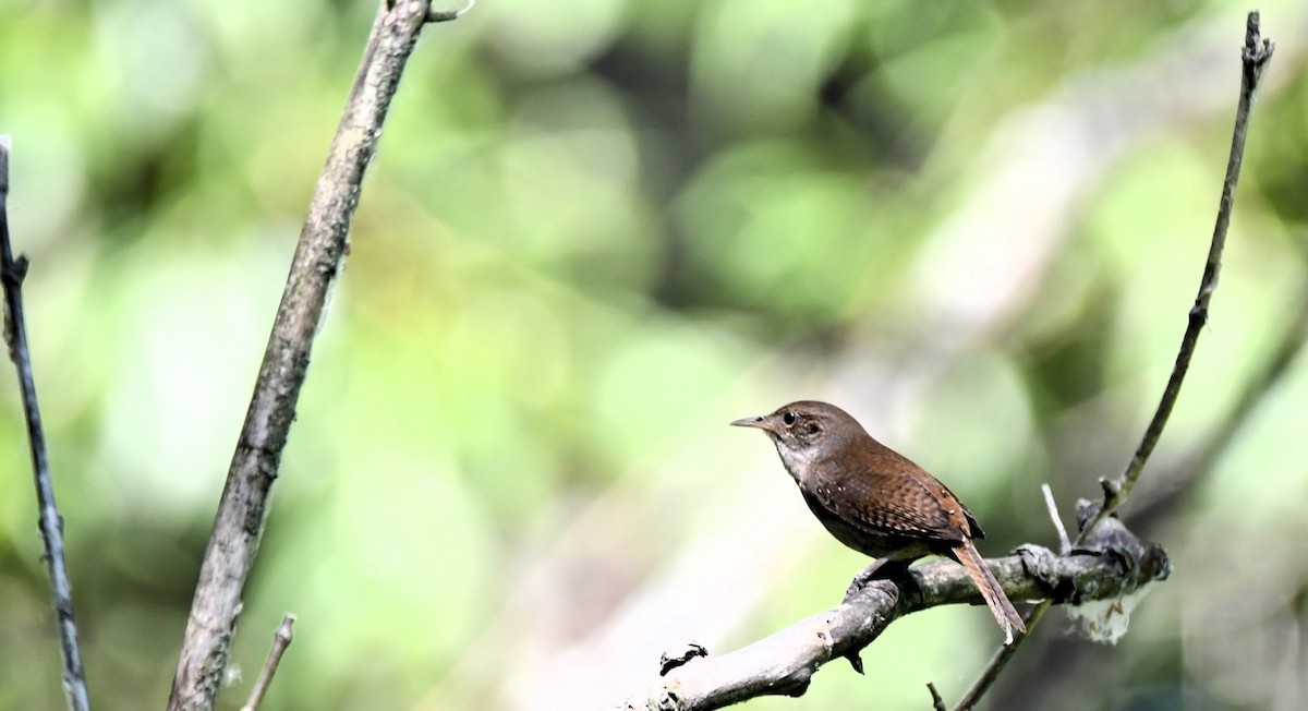Northern House Wren - ML638290254