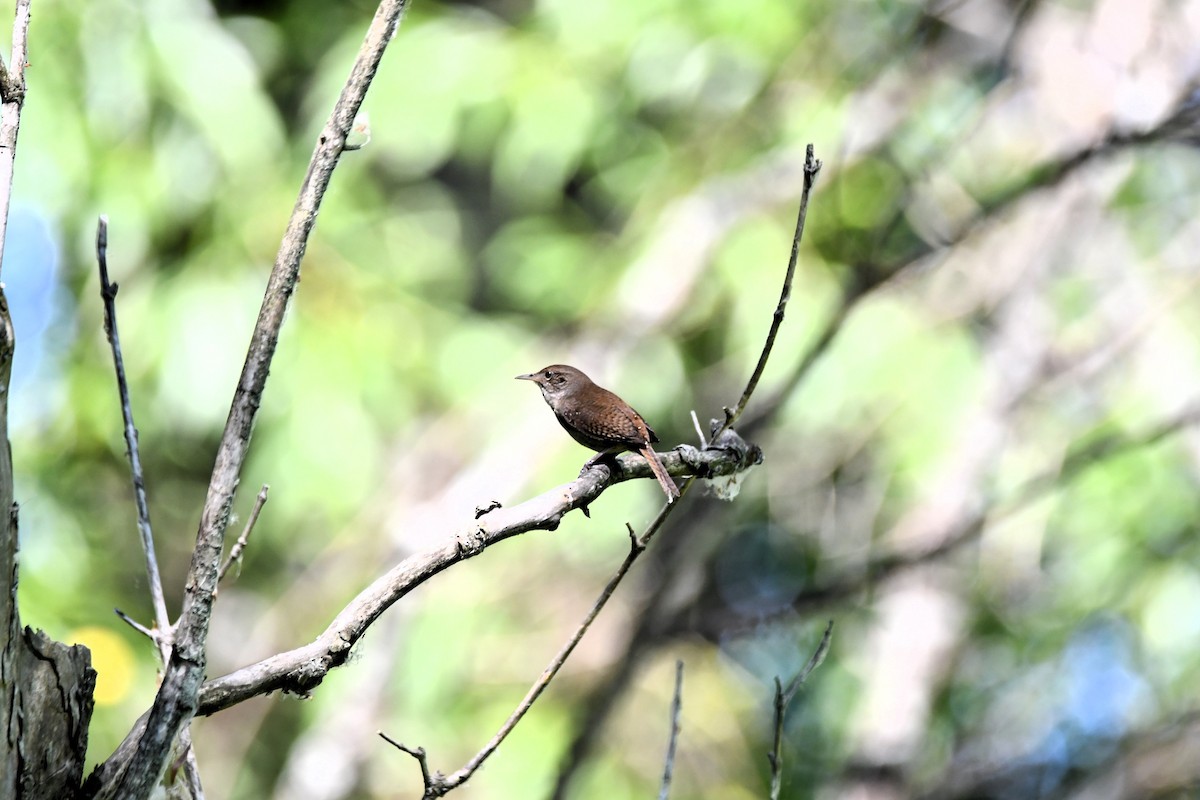 Northern House Wren - ML638290257