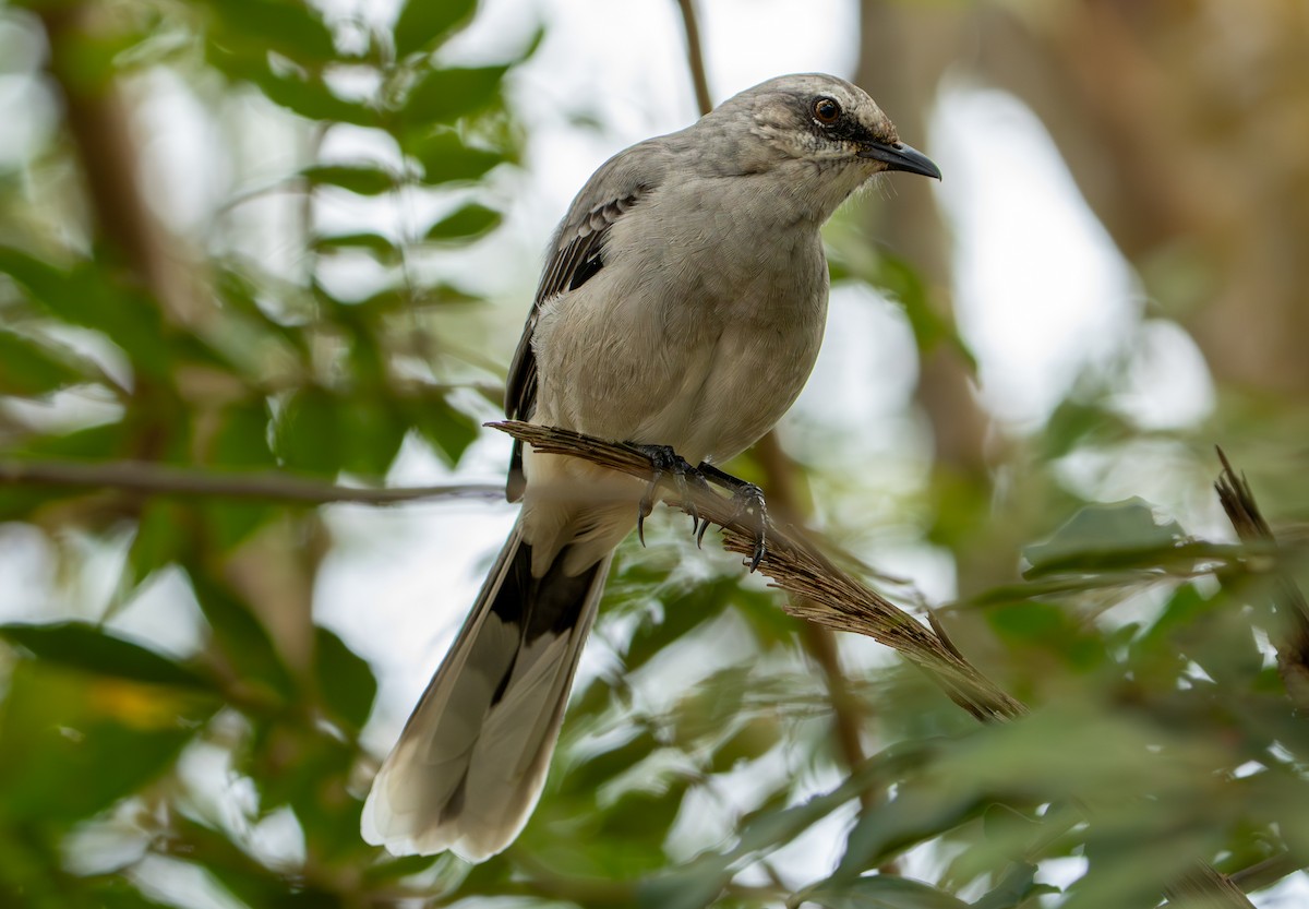Tropical Mockingbird - ML638290259