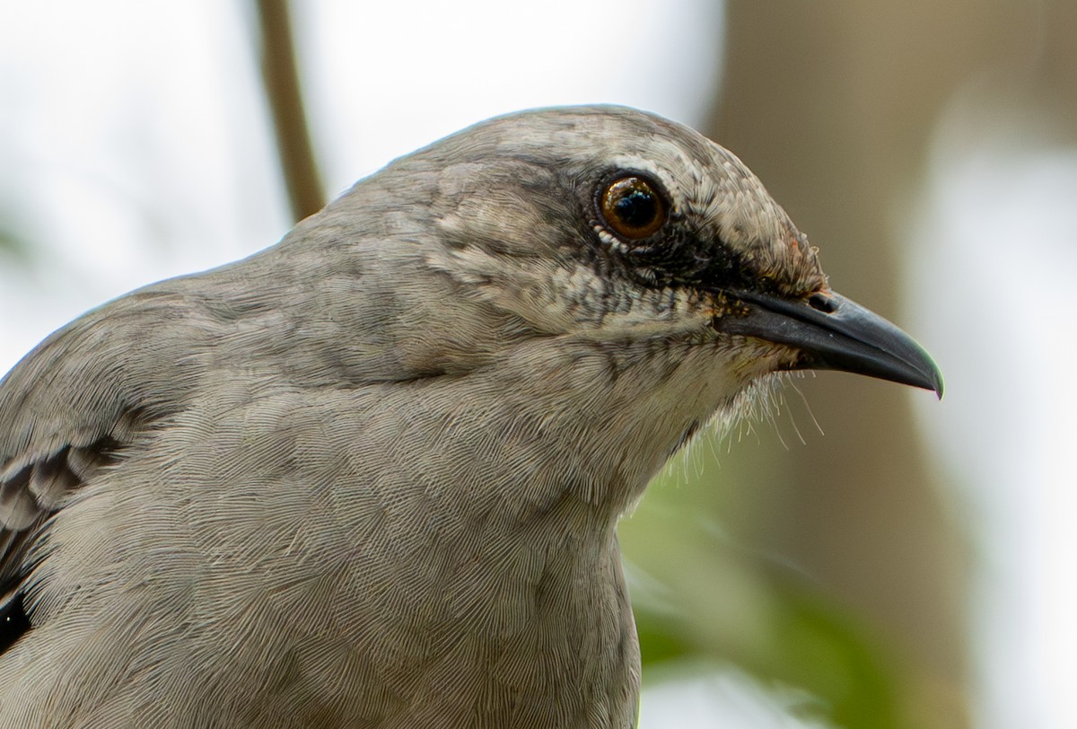 Tropical Mockingbird - ML638290260
