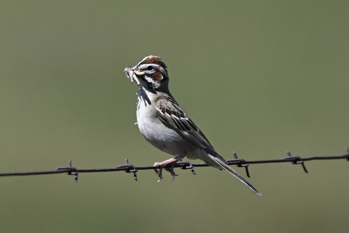 Lark Sparrow - ML638290261