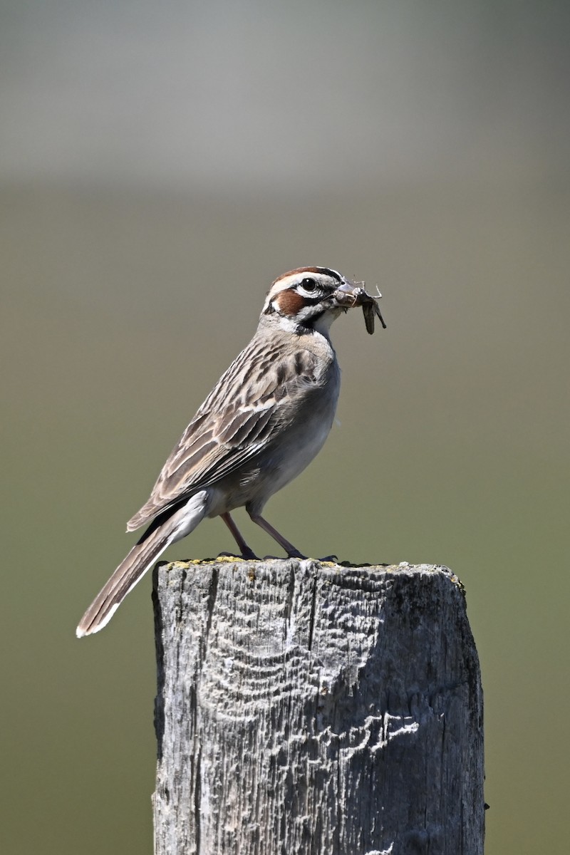 Lark Sparrow - ML638290262