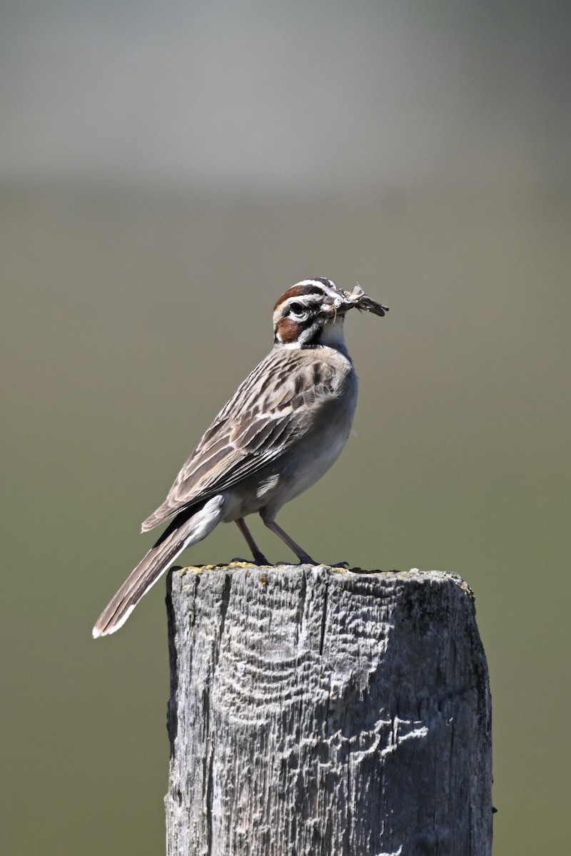 Lark Sparrow - ML638290263