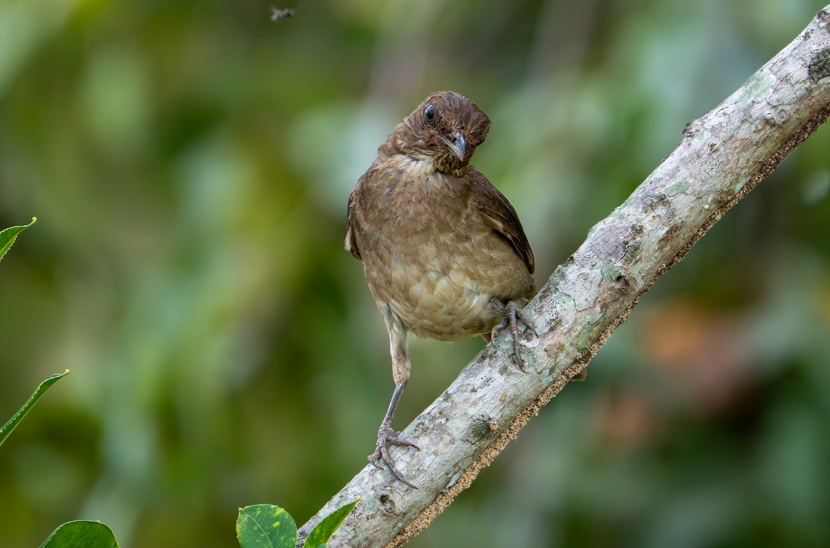 Black-billed Thrush - ML638290268