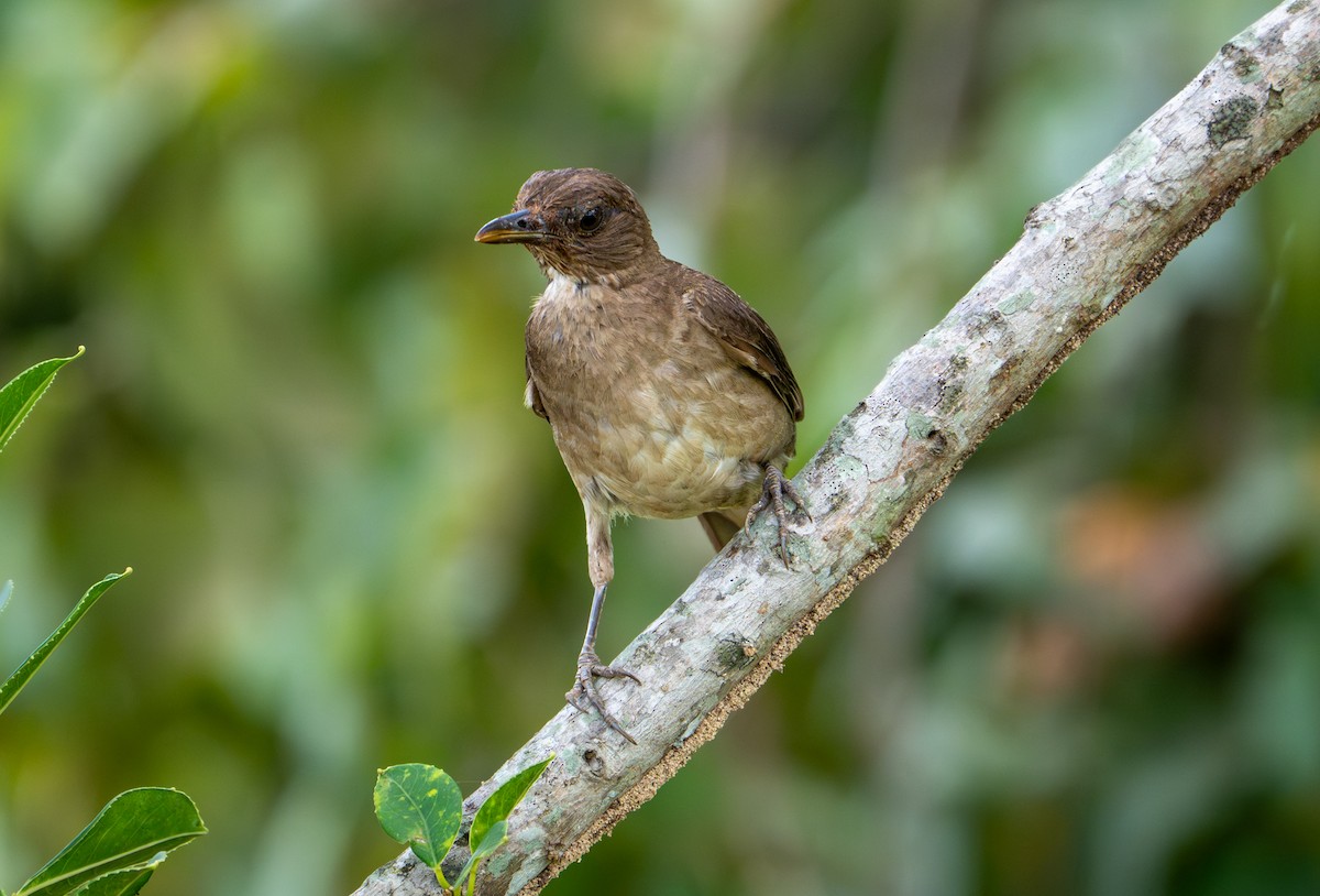 Black-billed Thrush - ML638290269