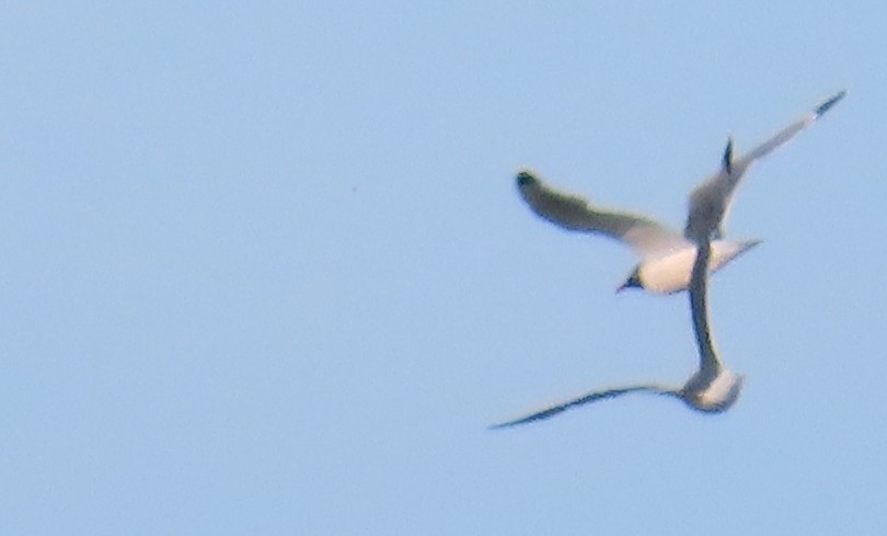 Franklin's Gull - ML638290270
