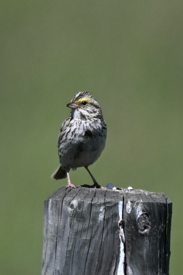 Savannah Sparrow - ML638290271