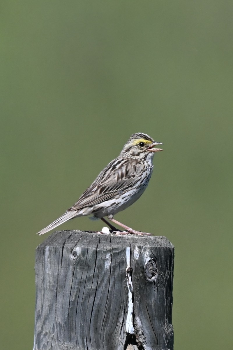 Savannah Sparrow - ML638290272