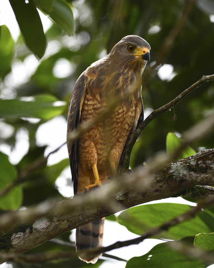 Roadside Hawk - ML638290273