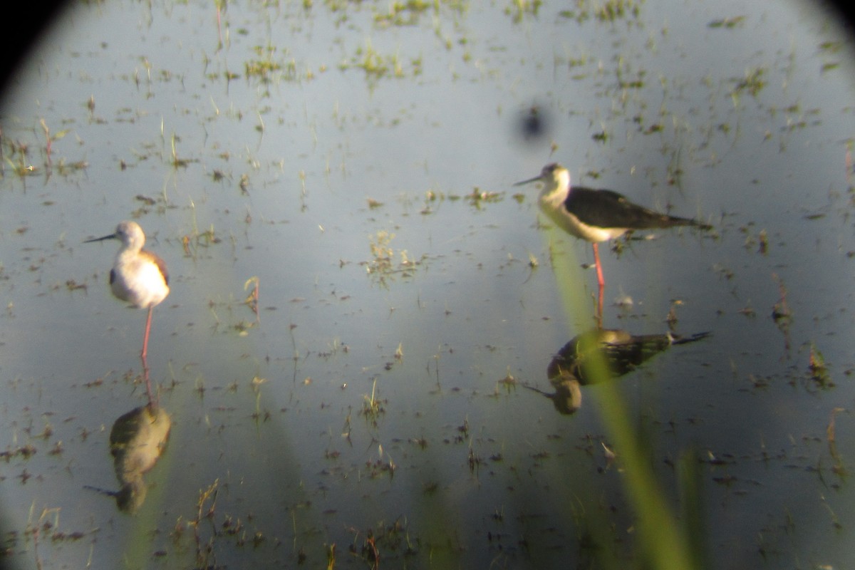 Black-winged Stilt - ML638290277
