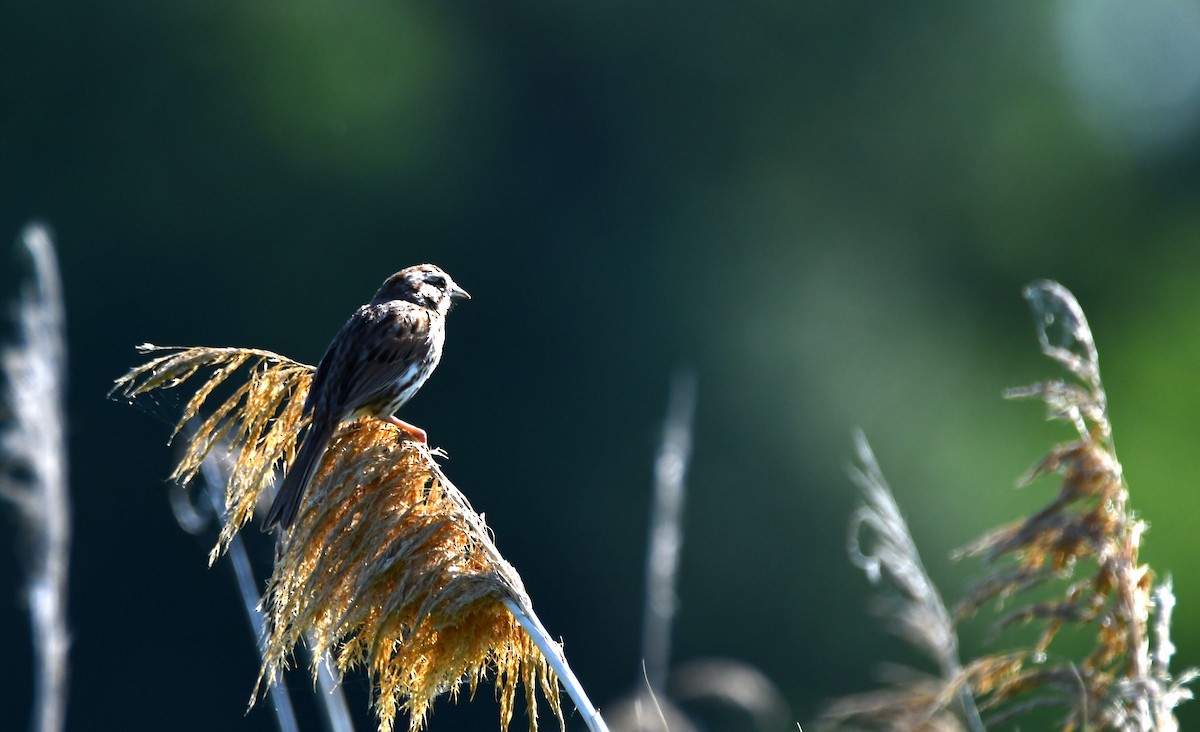 Song Sparrow - ML638290278