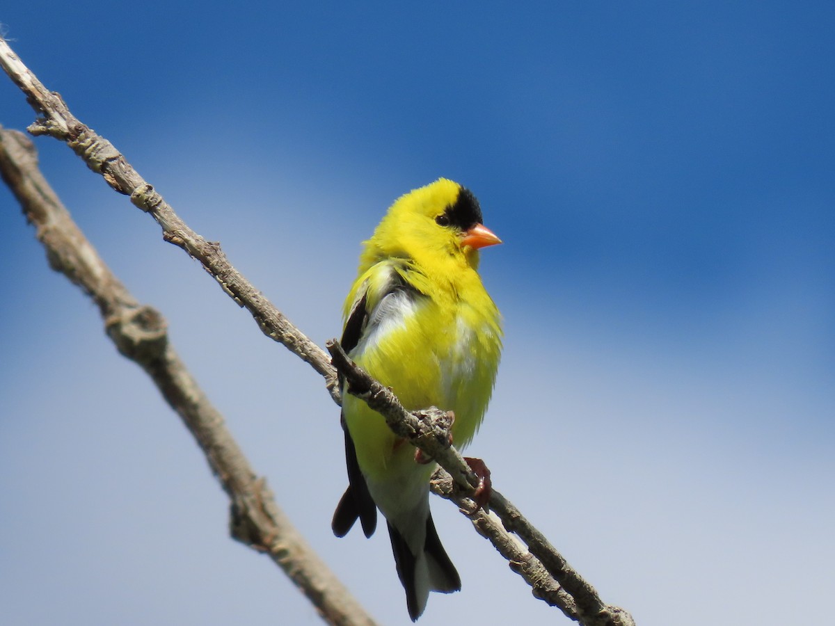 American Goldfinch - ML638290281