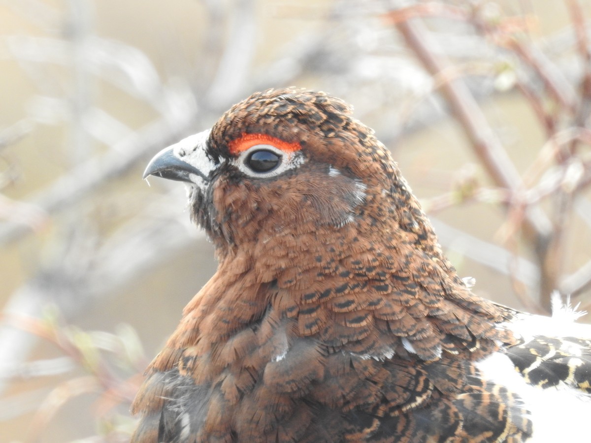 Willow Ptarmigan - ML638290283