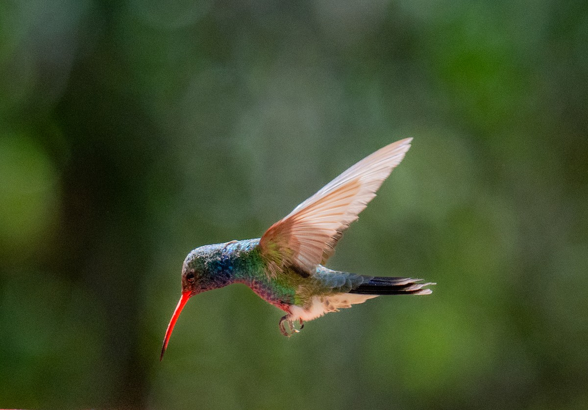 Broad-billed Hummingbird - ML638290284