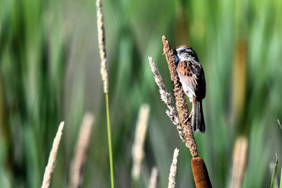 Swamp Sparrow - ML638290285
