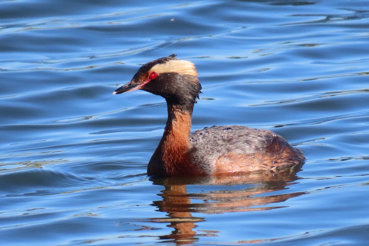 Horned Grebe - ML638290286