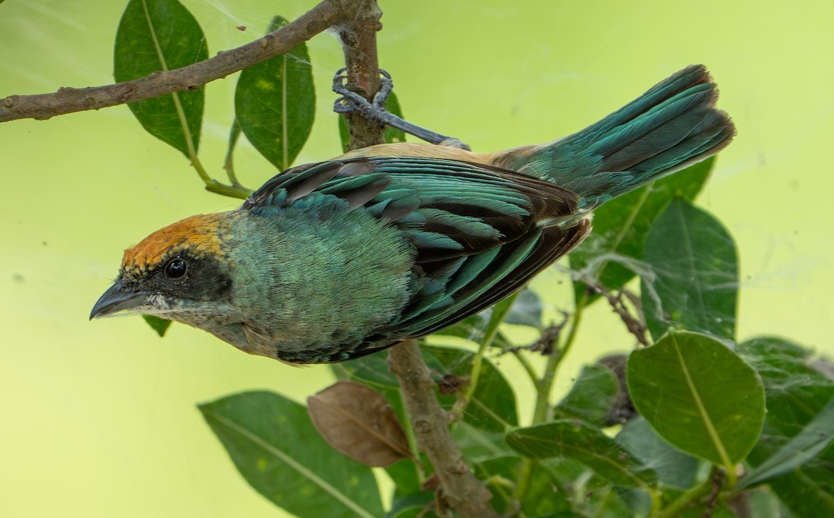 Burnished-buff Tanager - ML638290287
