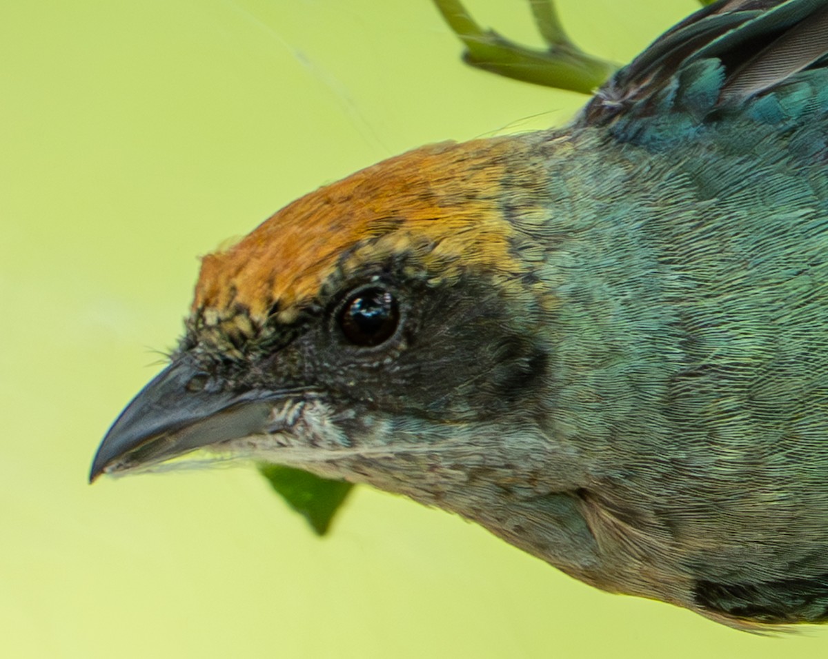 Burnished-buff Tanager - ML638290288