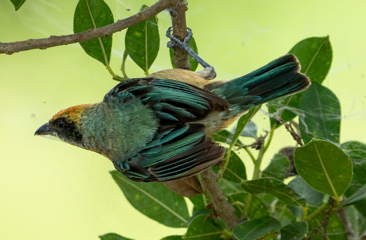 Burnished-buff Tanager - ML638290289