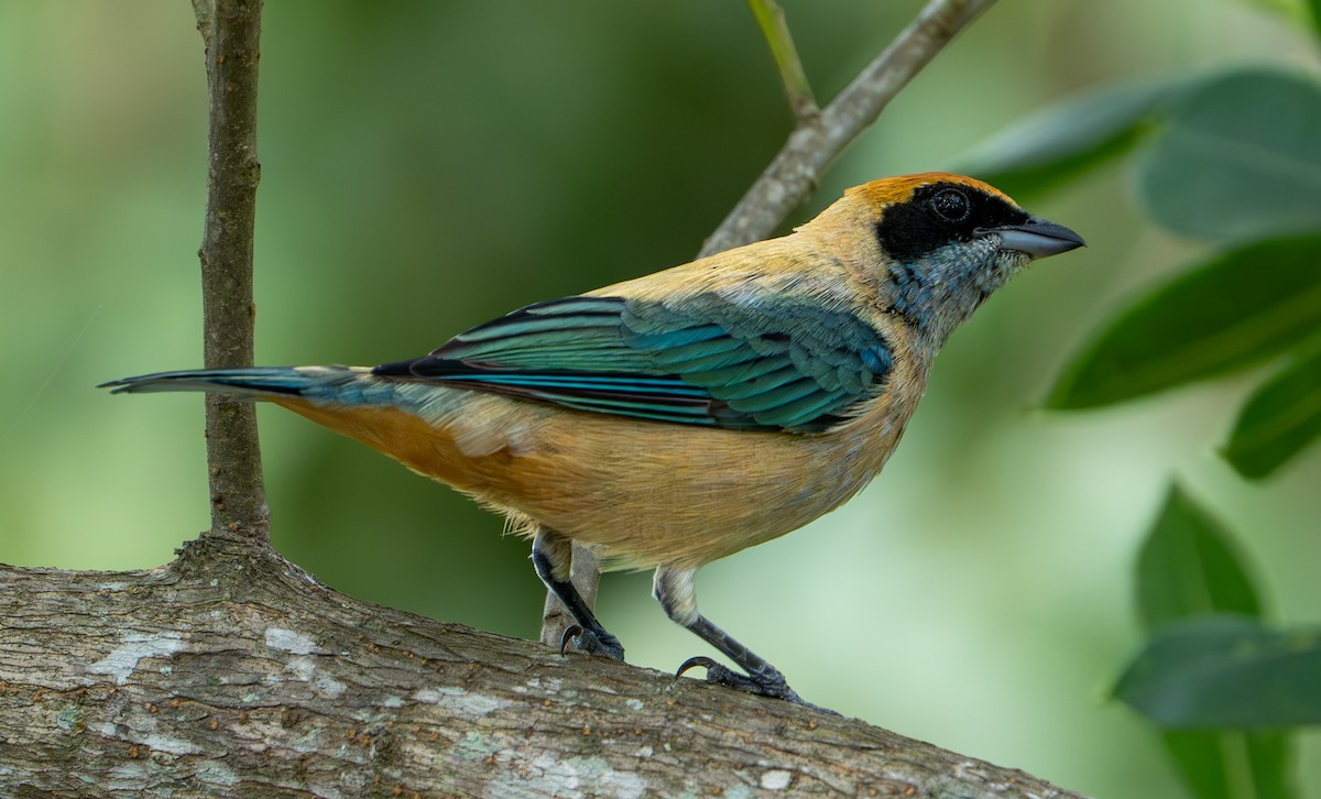 Burnished-buff Tanager - ML638290290