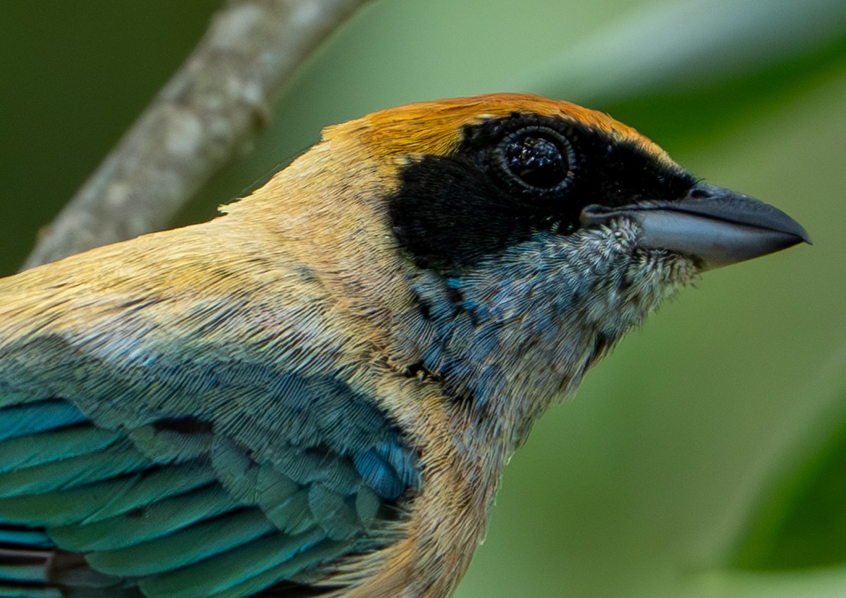 Burnished-buff Tanager - ML638290291
