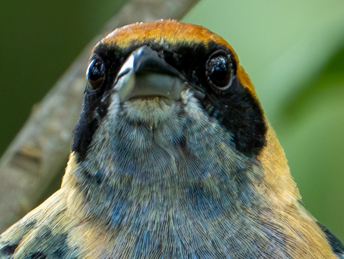 Burnished-buff Tanager - ML638290292