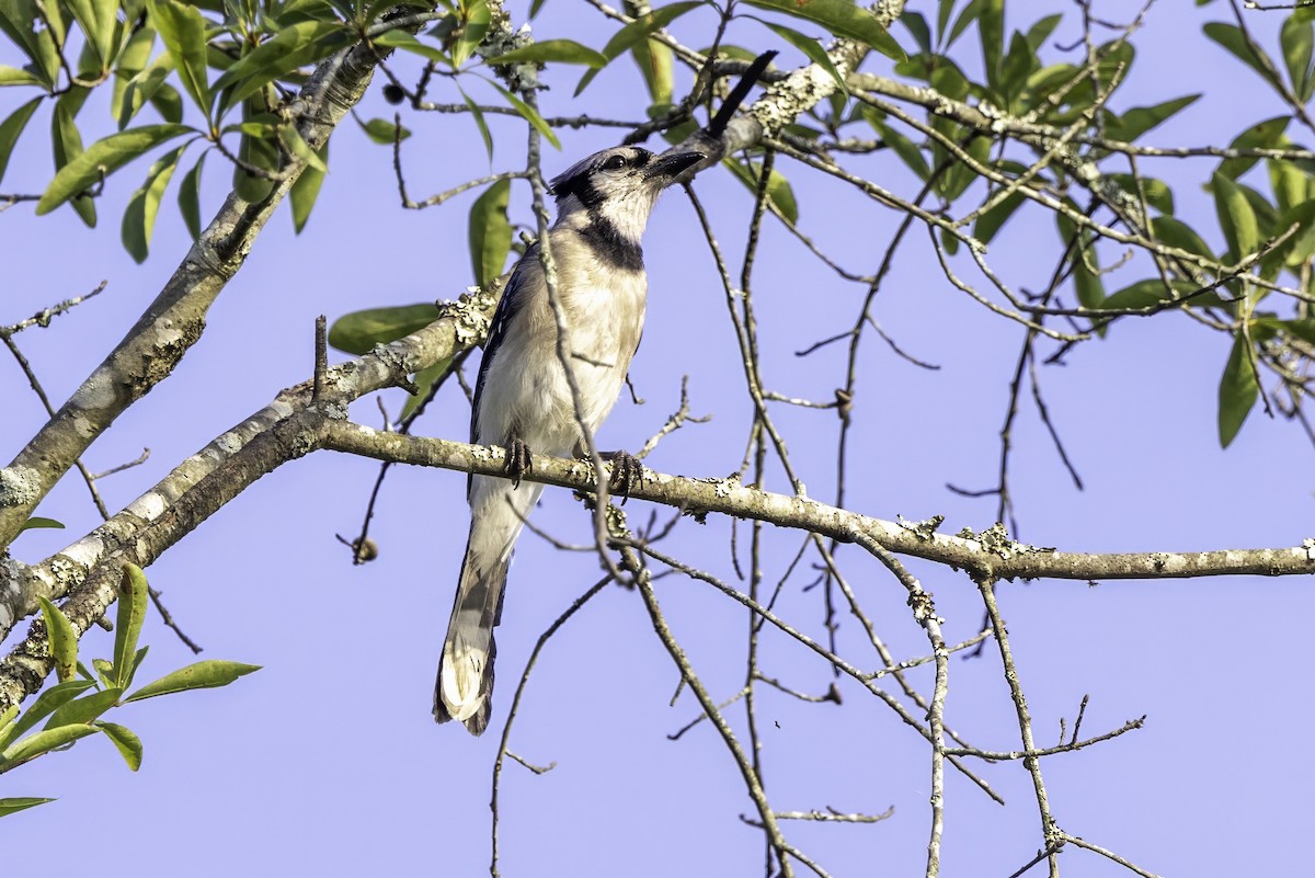 Blue Jay - ML638290295