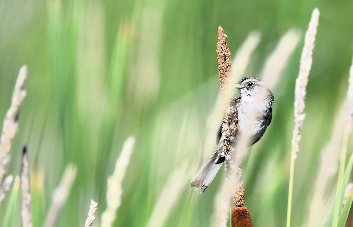 Swamp Sparrow - ML638290296