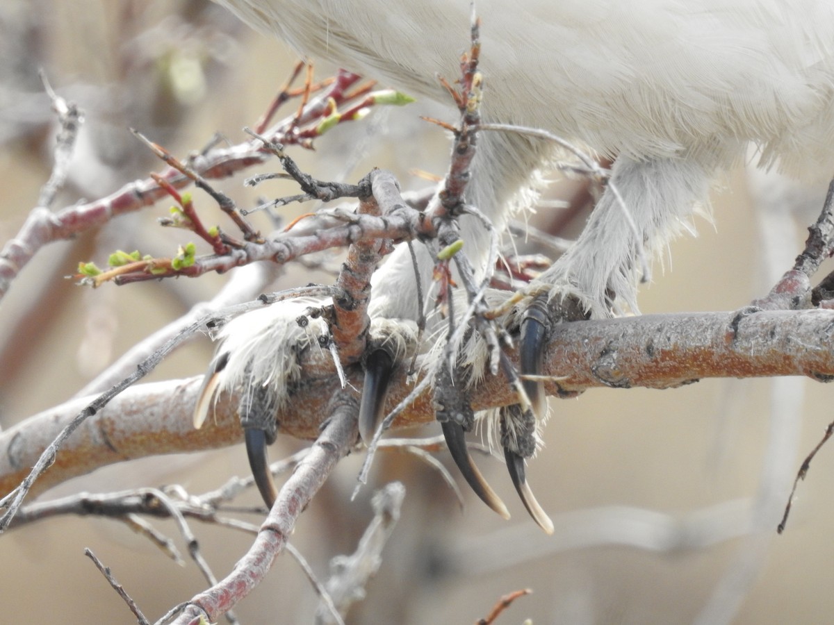 Willow Ptarmigan - ML638290297