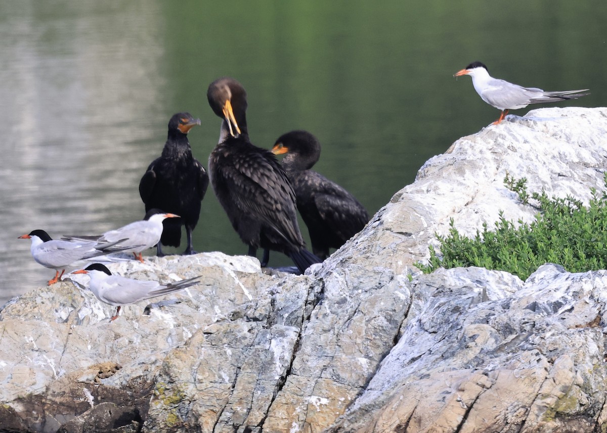 Double-crested Cormorant - ML638290303
