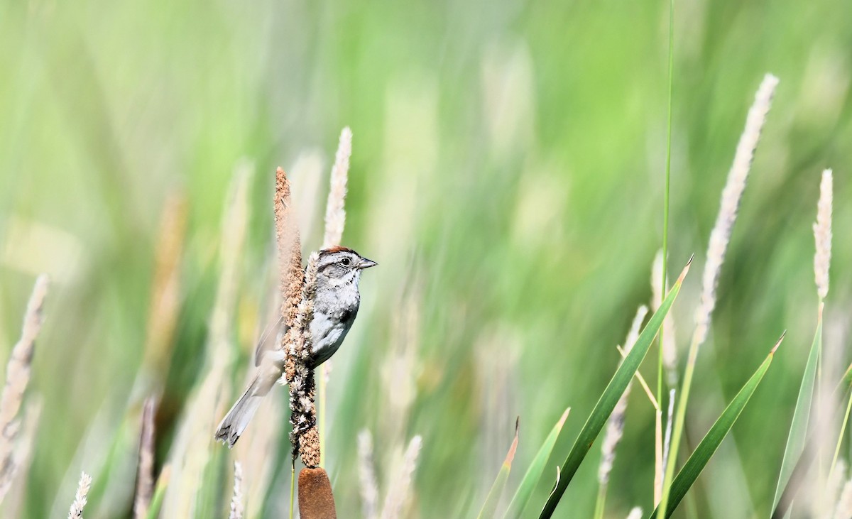 Swamp Sparrow - ML638290304
