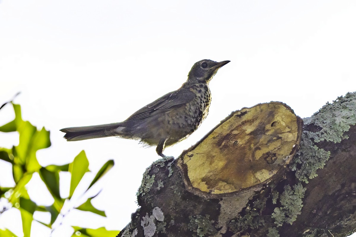 American Robin - ML638290305