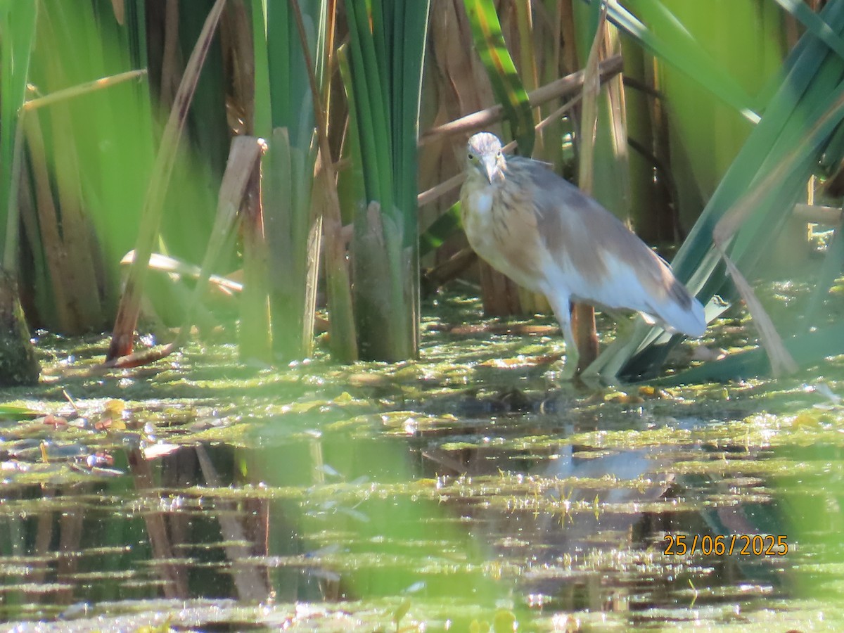 Squacco Heron - ML638290315